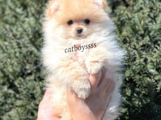 Pomeranian Boo Teady Bear Erkek Yavrumuz görsel
