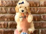 Apricot Toy Poodle Dişi Ve Erkek Yavrular