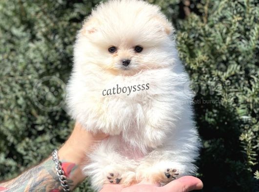 Sevimli Dişi Pomeranian Boo Yavrumuz görsel