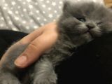 British Shorthair Yavru