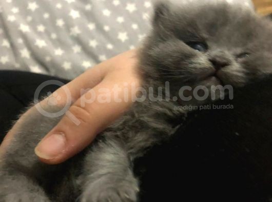 British Shorthair Yavru görsel