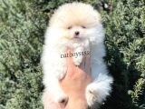 Teady Bear Pomeranian Boo Erkek Yavrumuz
