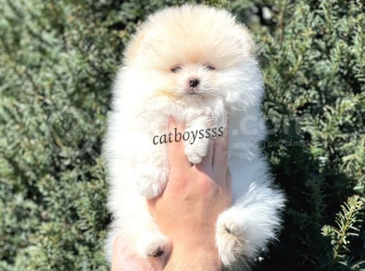 Teady Bear Pomeranian Boo Erkek Yavrumuz görsel