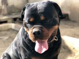 Secereli Rottweiler