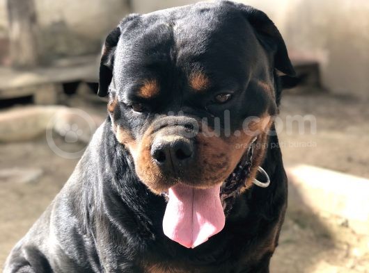 Secereli Rottweiler