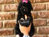 Siyah Inci Black Toy Poodle Erkek Yavrumuz