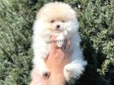 Teady Bear Pomeranian Boo Erkek Yavrumuz