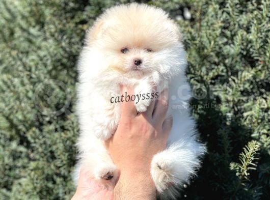 Teady Bear Pomeranian Boo Erkek Yavrumuz