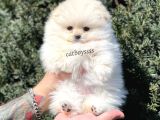 Sevimli Dişi Pomeranian Boo Yavrumuz