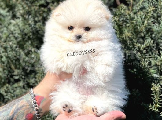 Sevimli Dişi Pomeranian Boo Yavrumuz
