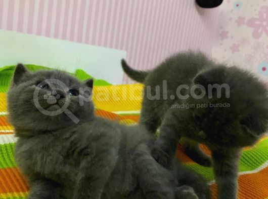 Ankara’nın En Orijinal Kedileri görsel