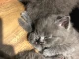 British Shorthair Yavru