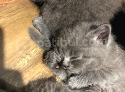 British Shorthair Yavru görsel