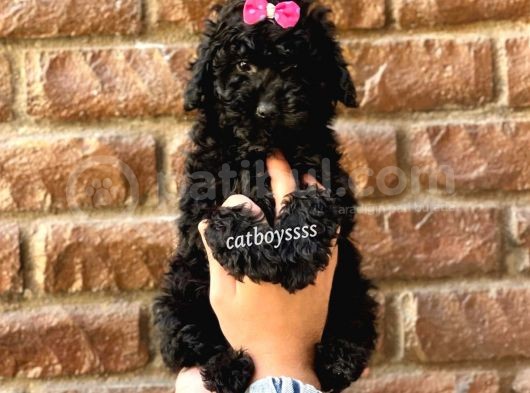 Siyah Inci Black Toy Poodle Erkek Yavrumuz görsel