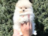Sevimli Dişi Pomeranian Boo Yavrumuz