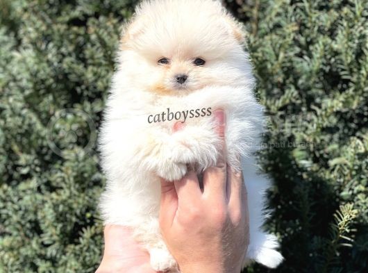 Sevimli Dişi Pomeranian Boo Yavrumuz görsel