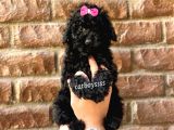 Siyah Inci Black Toy Poodle Erkek Yavrumuz