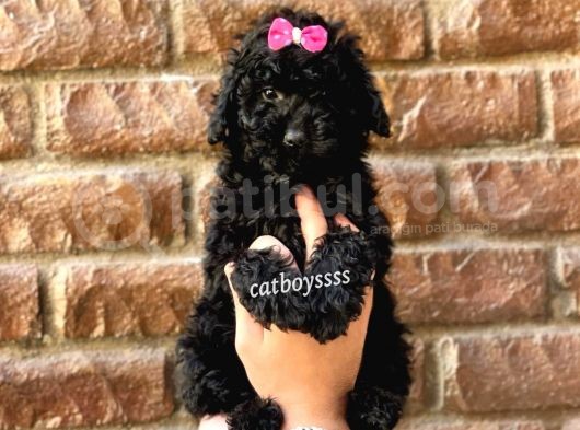 Siyah Inci Black Toy Poodle Erkek Yavrumuz görsel