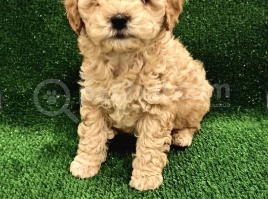 Apricot Toy Poodle Yavrularımız