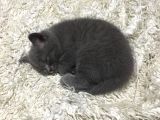 British Shorthair Yavru