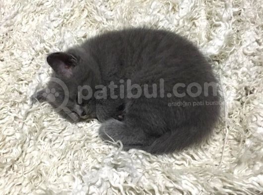 British Shorthair Yavru görsel