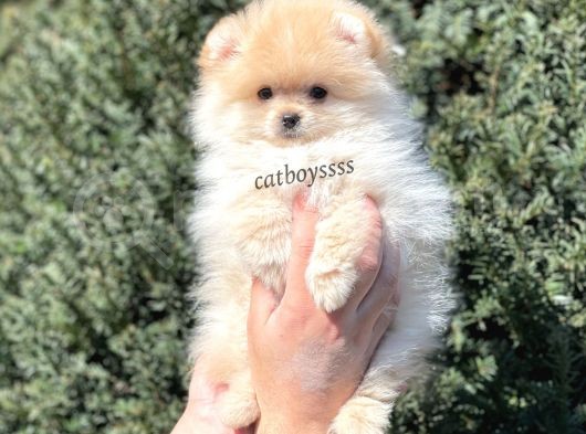Pomeranian Boo Teady Bear Erkek Yavrumuz görsel