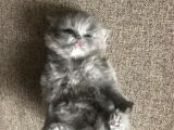 British Shorthair Yavru