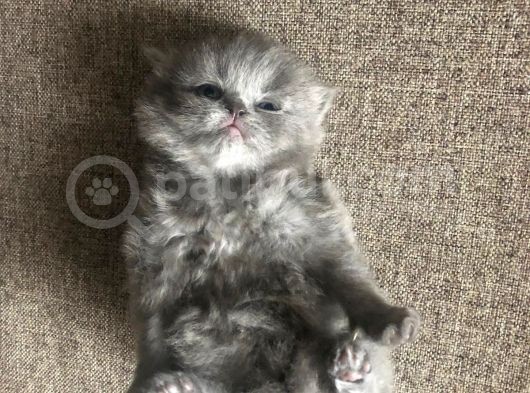 British Shorthair Yavru görsel
