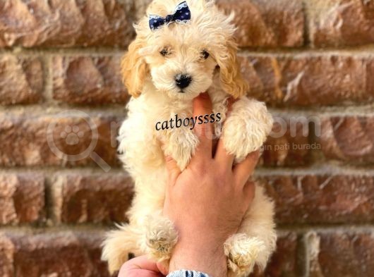Apricot Toy Poodle Dişi Ve Erkek Yavrular görsel