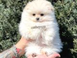 Sevimli Dişi Pomeranian Boo Yavrumuz