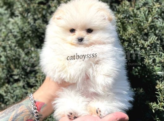 Sevimli Dişi Pomeranian Boo Yavrumuz görsel