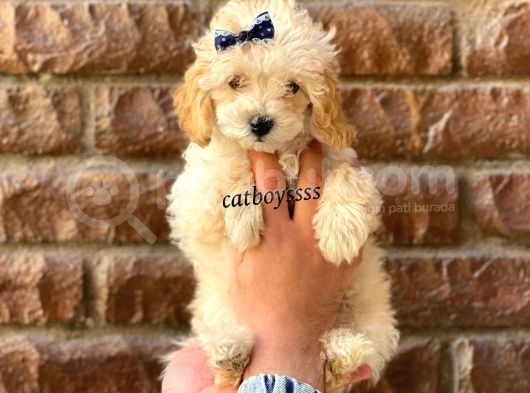Apricot Toy Poodle Dişi Ve Erkek Yavrular
