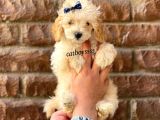 Apricot Toy Poodle Dişi Ve Erkek Yavrular