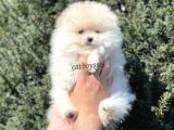 Teady Bear Pomeranian Boo Erkek Yavrumuz