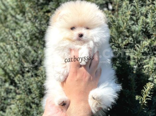 Teady Bear Pomeranian Boo Erkek Yavrumuz görsel