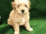 Apricot Toy Poodle Yavrularımız