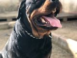 Secereli Rottweiler