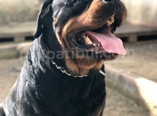 Secereli Rottweiler görsel