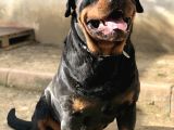 Secereli Rottweiler