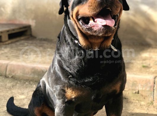 Secereli Rottweiler görsel