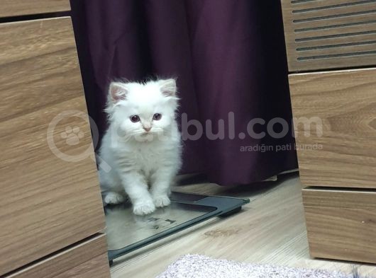 2.5 Aylık, Erkek, Aşılı, Scottish Long Hair görsel