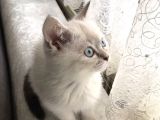 2 Aylık Britişh Shothair Blue Point