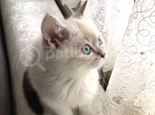 2 Aylık Britişh Shothair Blue Point görsel