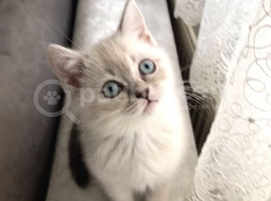 2 Aylık Britişh Shothair Blue Point görsel