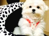 Teacup Korean Terrier Maltese Yavrularımız