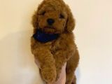 Red Toy Poodle