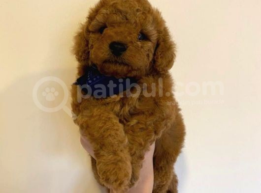 Red Toy Poodle