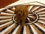Red Toy Poodle