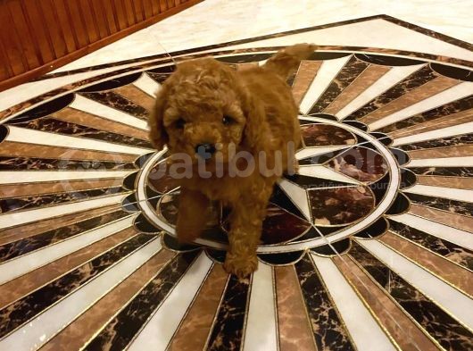 Red Toy Poodle görsel