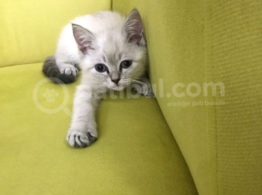2 Aylık Britişh Shothair Blue Point görsel